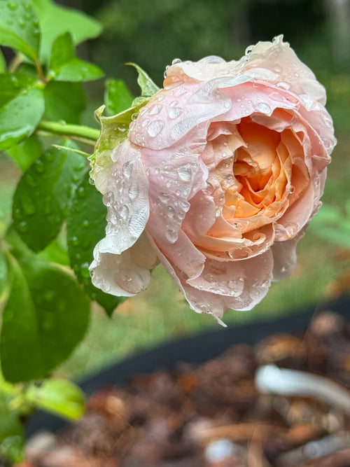 Dreamy Garden Rose Photos