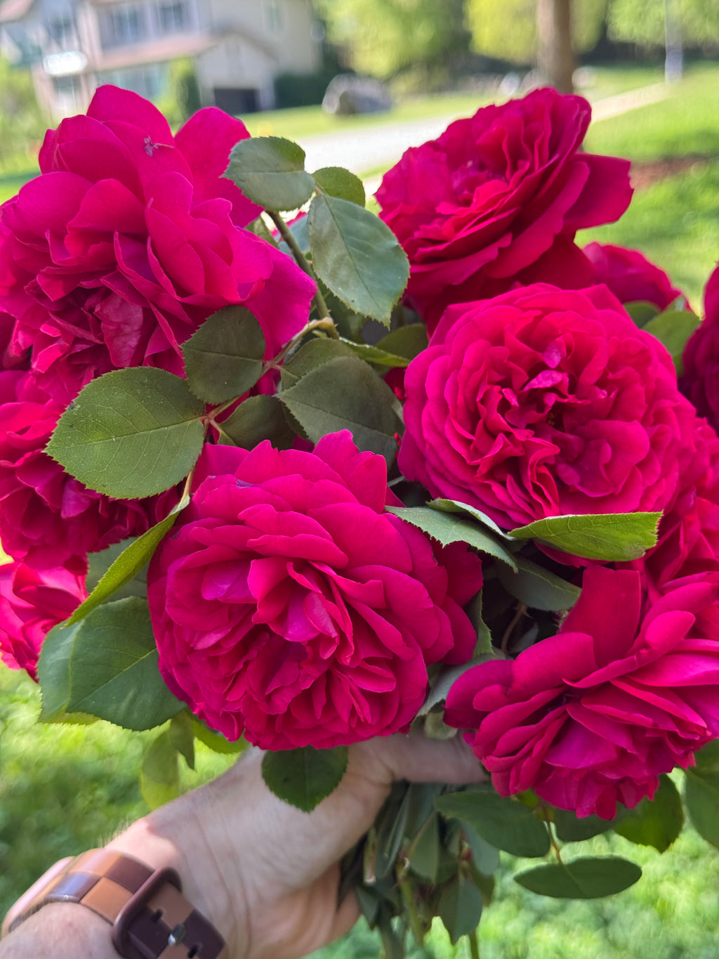 Dreamy Garden Rose Photos