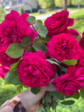 Dreamy Garden Rose Photos